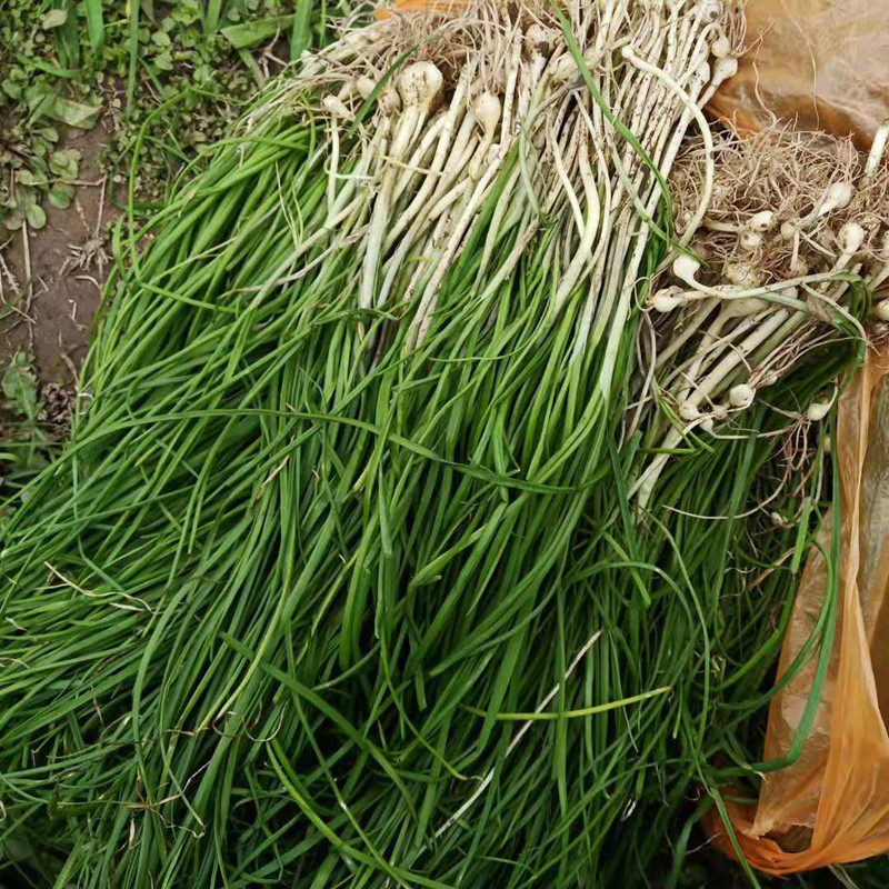 新鲜蔬菜团葱野生小蒜苦芥苦藠小洋葱头野葱苦茭苦蒜薤种子包邮