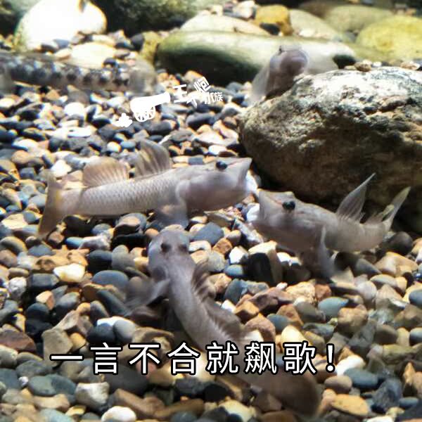 虾虎高帆褐吻活体济南褐赫吻虾虎鱼趴地地虎鱼