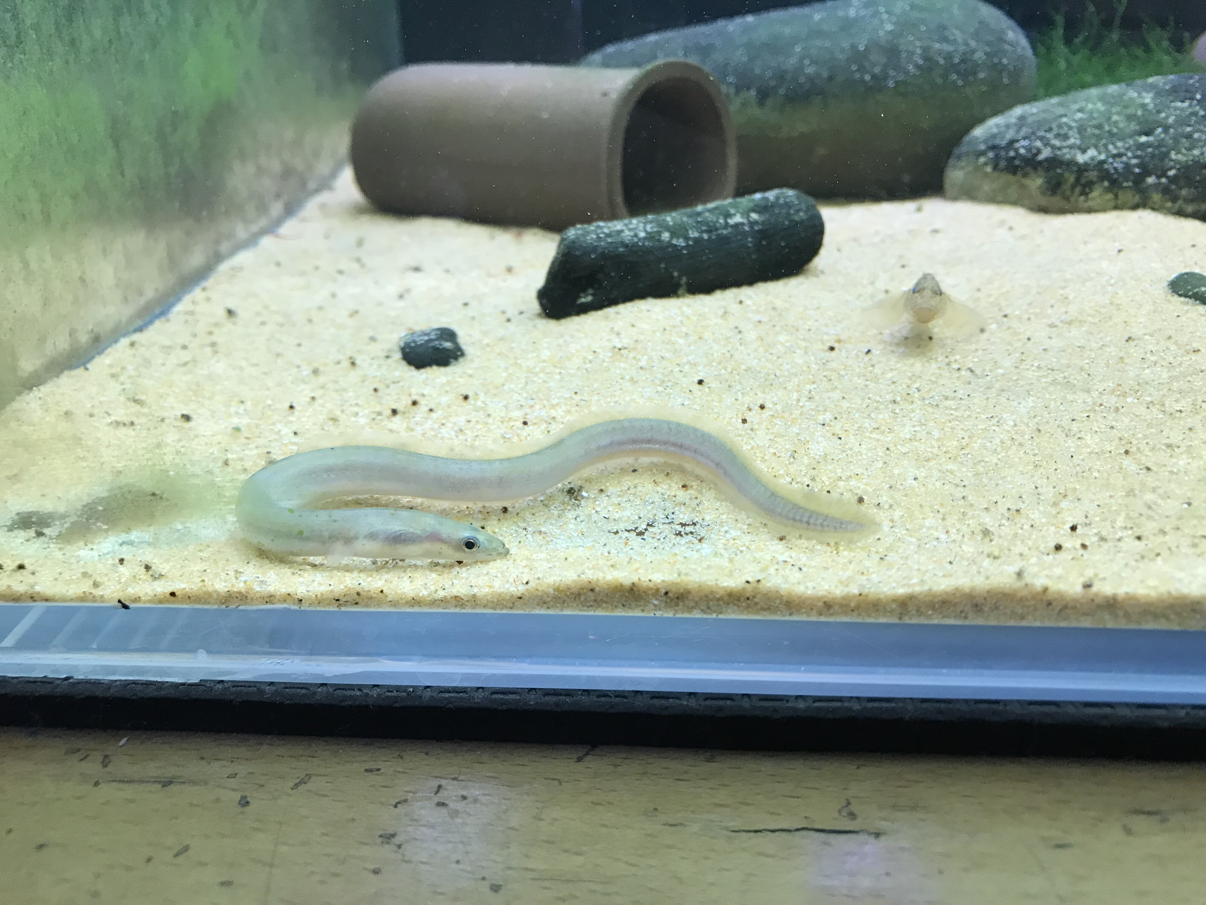 鳗鱼苗活体淡水鳗鲡日本欧美洲宠物鳗鱼白河青鳗冷水观赏鱼原生鱼