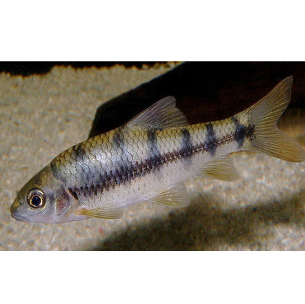 光唇鱼溪石斑鱼活体原生冷水观赏溪流鱼吃丝藻工具草缸鱼野生包活