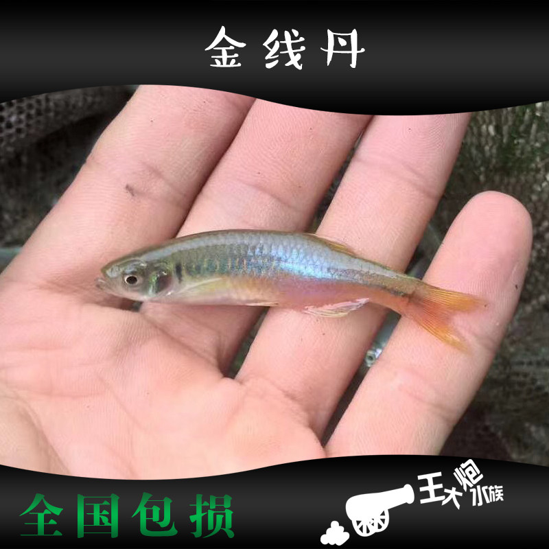 丹鱼玫瑰金线丹大活体原生冷水观赏鱼热带草缸鱼
