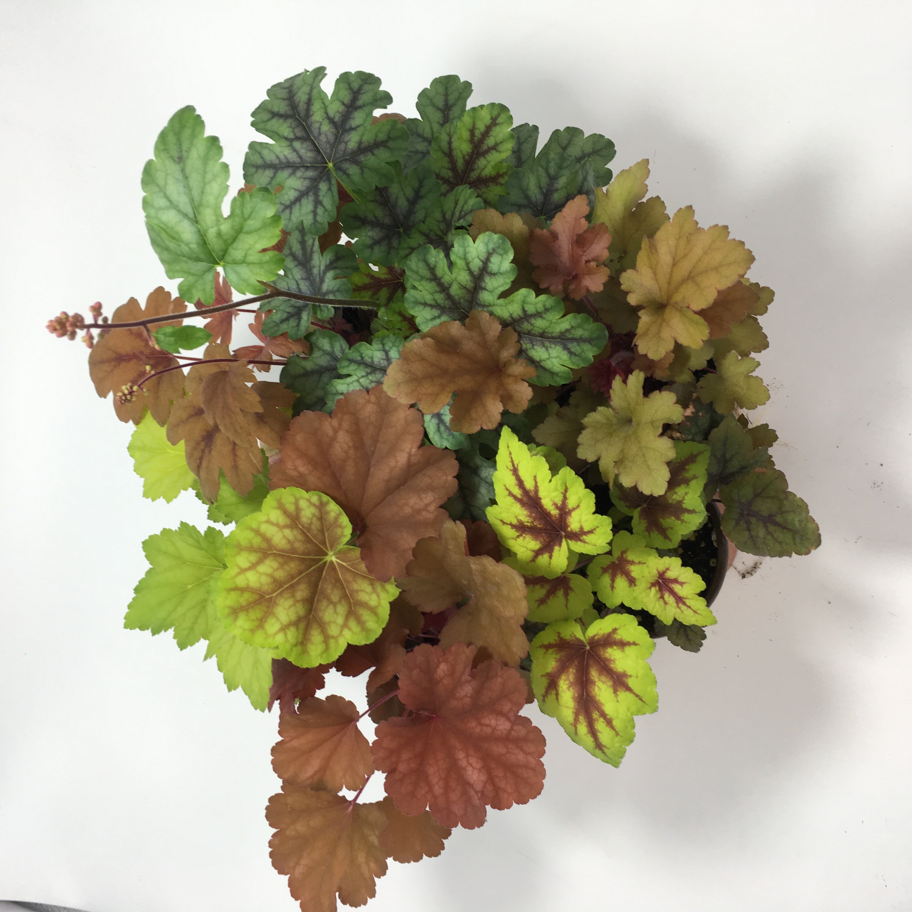 9cm阳台宿根多年生变色四季花园庭院盆矾根盆栽时令草本花卉