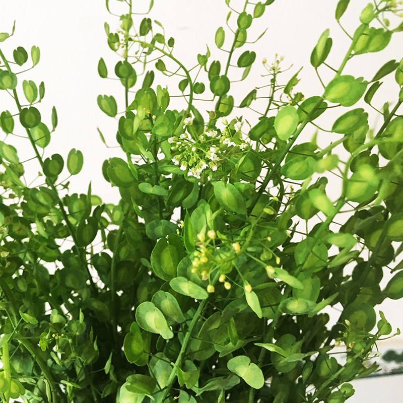 鲜花配草云南翠扇黄莺绿植婚礼婚庆配花花瓶鲜花速递同城