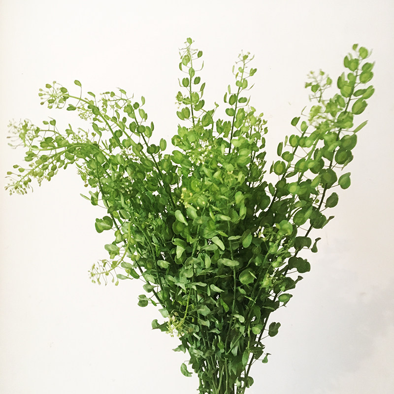 鲜花配草云南翠扇黄莺绿植婚礼婚庆配花花瓶鲜花速递同城