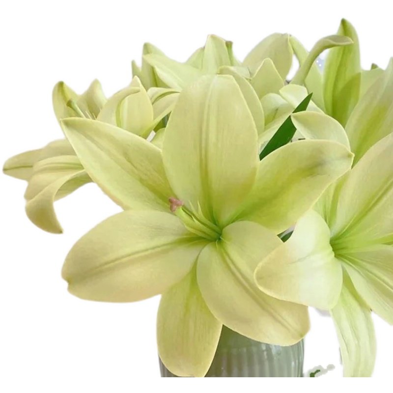 春节童年百合绿色公主无香亚白合鲜花家庭酒店婚礼花艺朋友插花