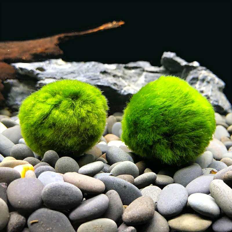 绿藻球小鱼缸水族箱造景装饰水草植物活体海藻水草