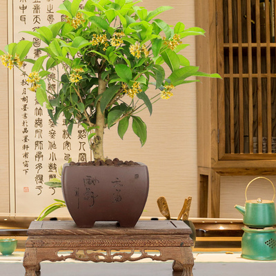桂花盆景老桩四季金桂含盆浓香型造型树桩客厅植物花卉绿植盆栽
