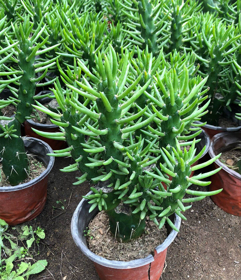 将军沙漠狼牙棒仙人盆栽防辐射办公室桌面绿植多肉植物