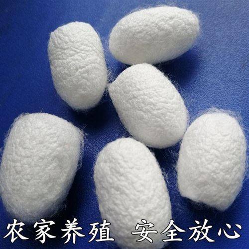 洗脸蚕然蚕壳天茧开黑头蛋白蚕丝球壳口活蛹白色蚕茧