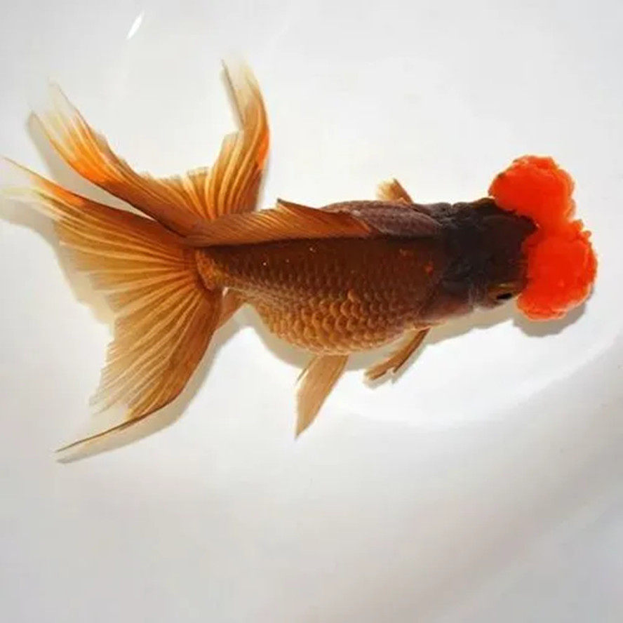 观赏鱼精品绒球金鱼活体小型鱼苗蝶尾水泡珍珠鱼