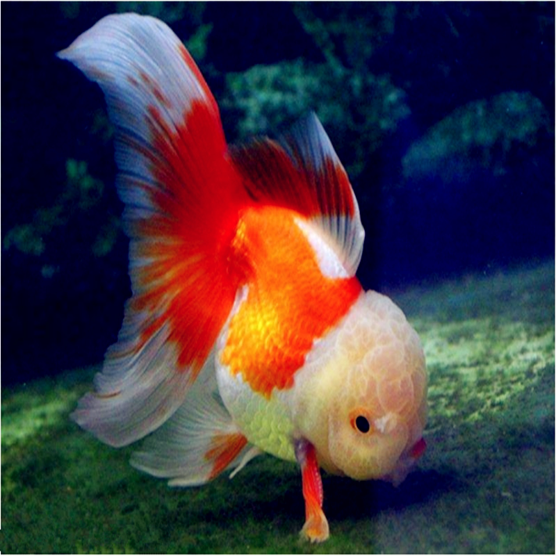 泰狮金鱼活体观赏鱼f1百褶元宝红白风水招财鱼