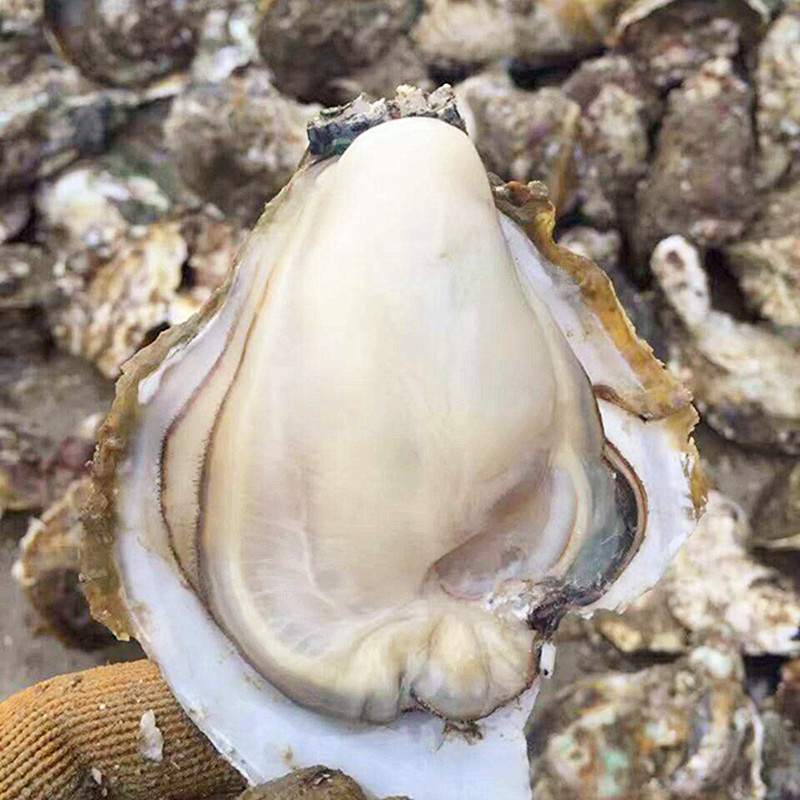 贝类广东10斤子生牡蛎水产海海鲜湛江野生带壳生生蚝