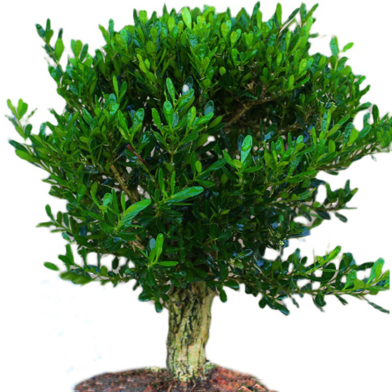 黄杨名贵雀舌盆景树桩皱皮小叶树苗盆栽室内绿植