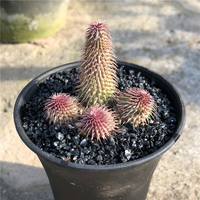 植物多肉阿修罗萝藦科开花性的仙人盆栽奔跑多肉植物