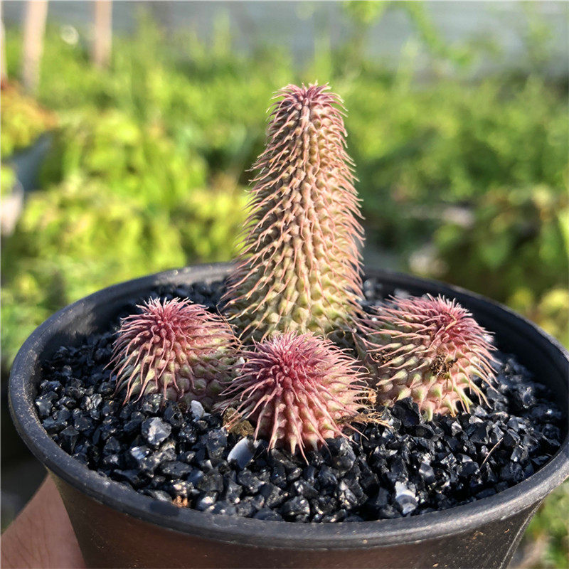 植物多肉阿修罗萝藦科开花性的仙人盆栽奔跑多肉植物