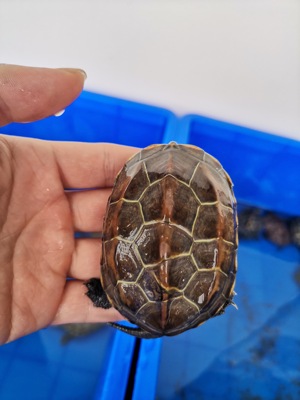 外塘甲草错甲中华残次不好长寿断尾断指龟 原价30元 现价29元包邮抢购