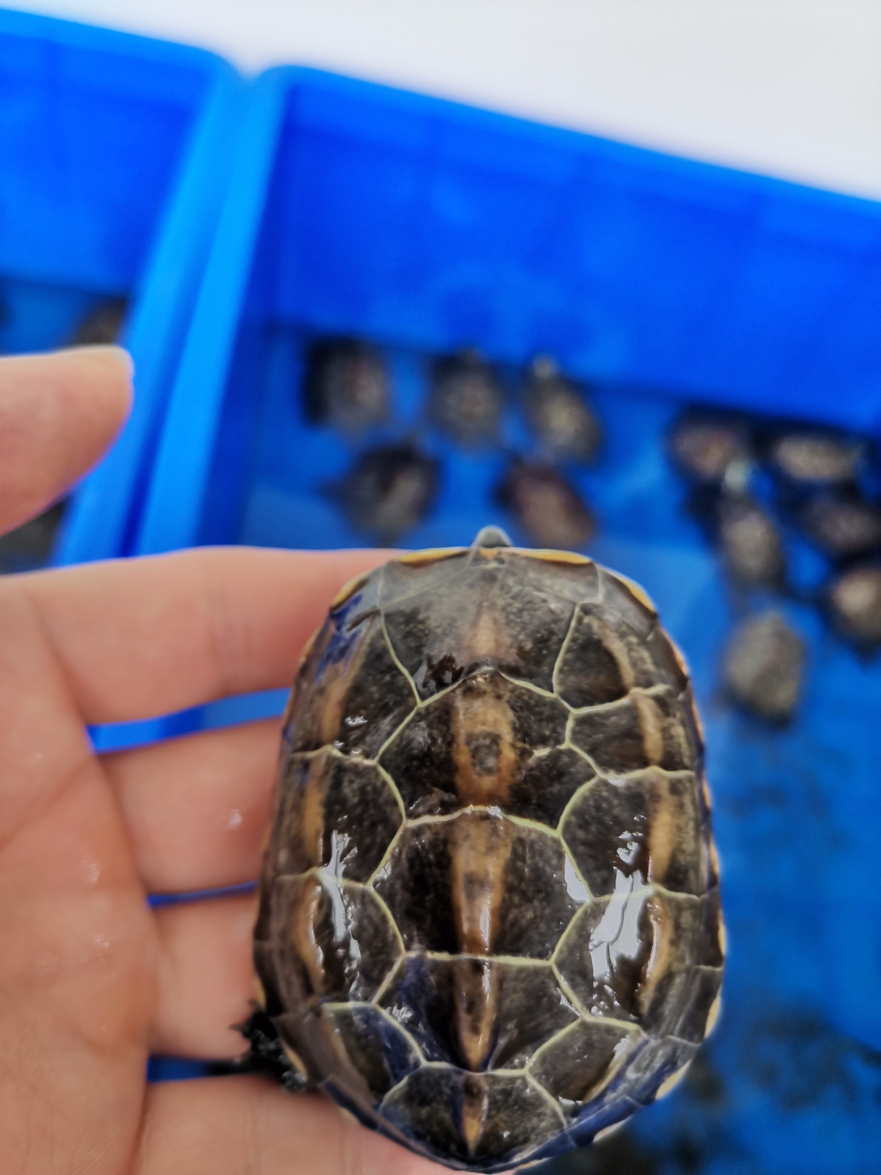 外塘龟错甲草错甲中华草龟残次龟品不好长寿龟