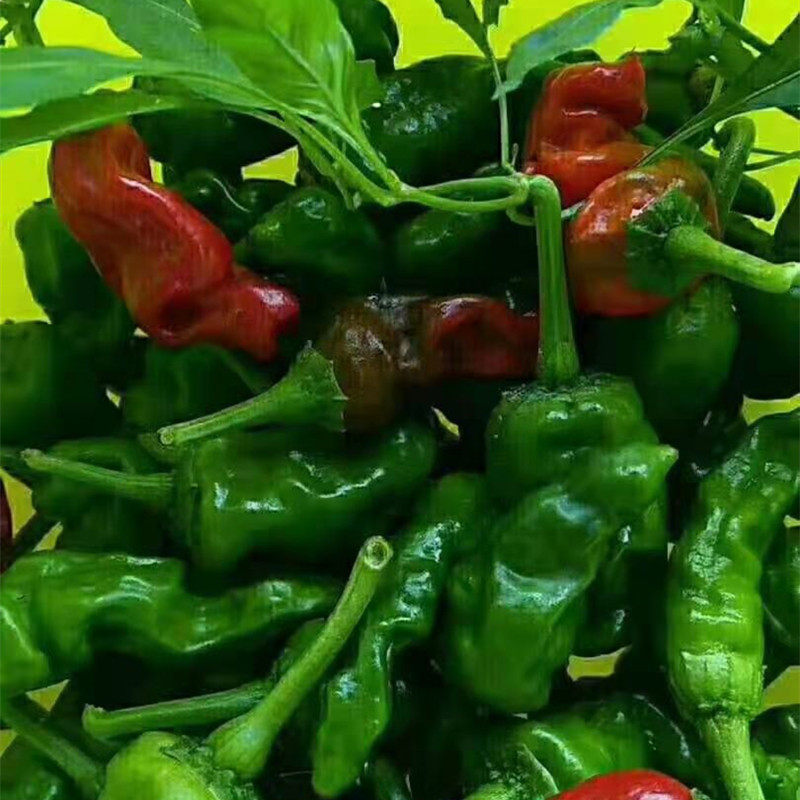 辣椒山东枣庄特产薄皮新鲜现摘特辣螺丝皱皮辣椒