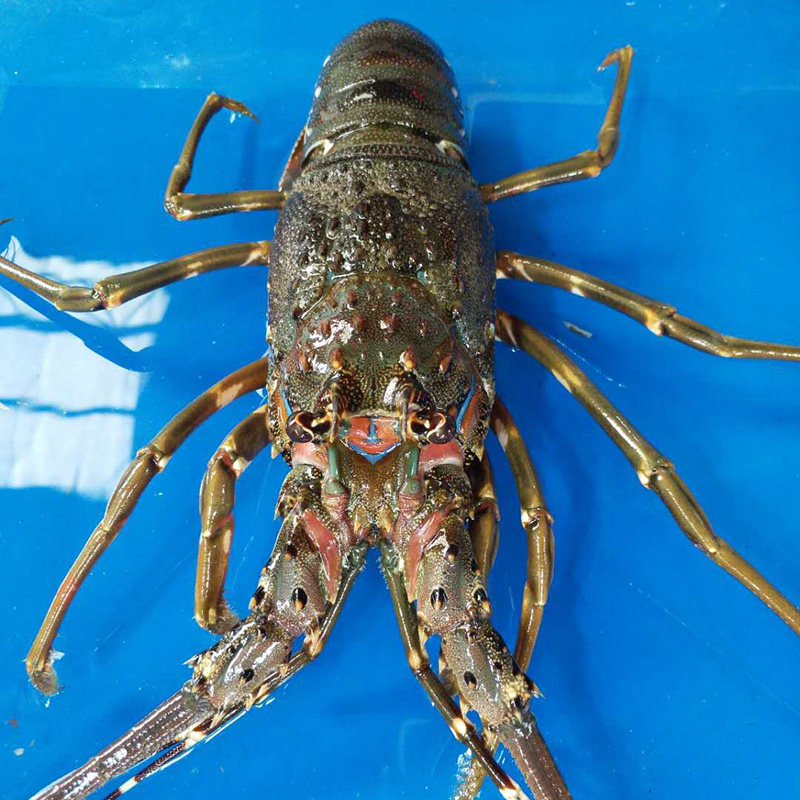 龙虾澳洲小青小青龙活体小龙虾鲜活越南印尼青龙活虾