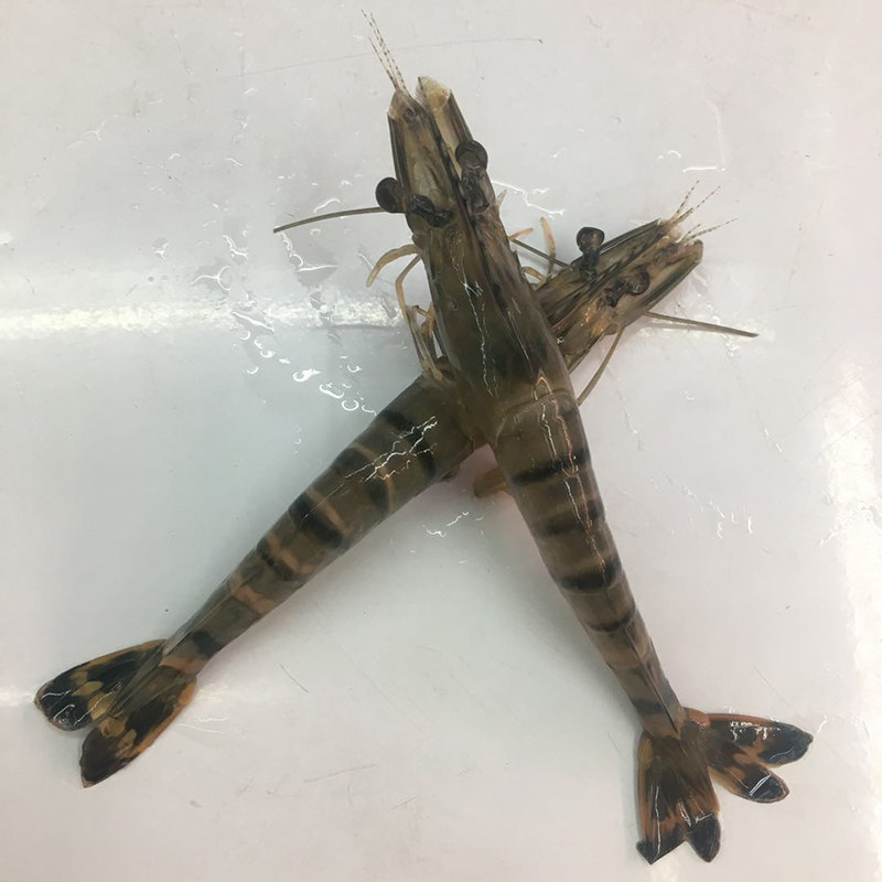 新鲜活水产海鲜海虾虾斑节老虎草虾虎虾野生虾黑冻虾