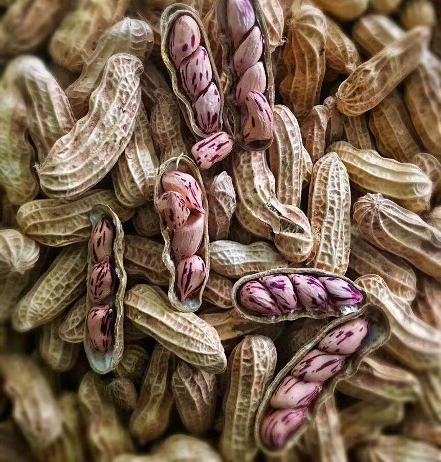 花生2020年新货云南孟连七彩带壳五彩花生