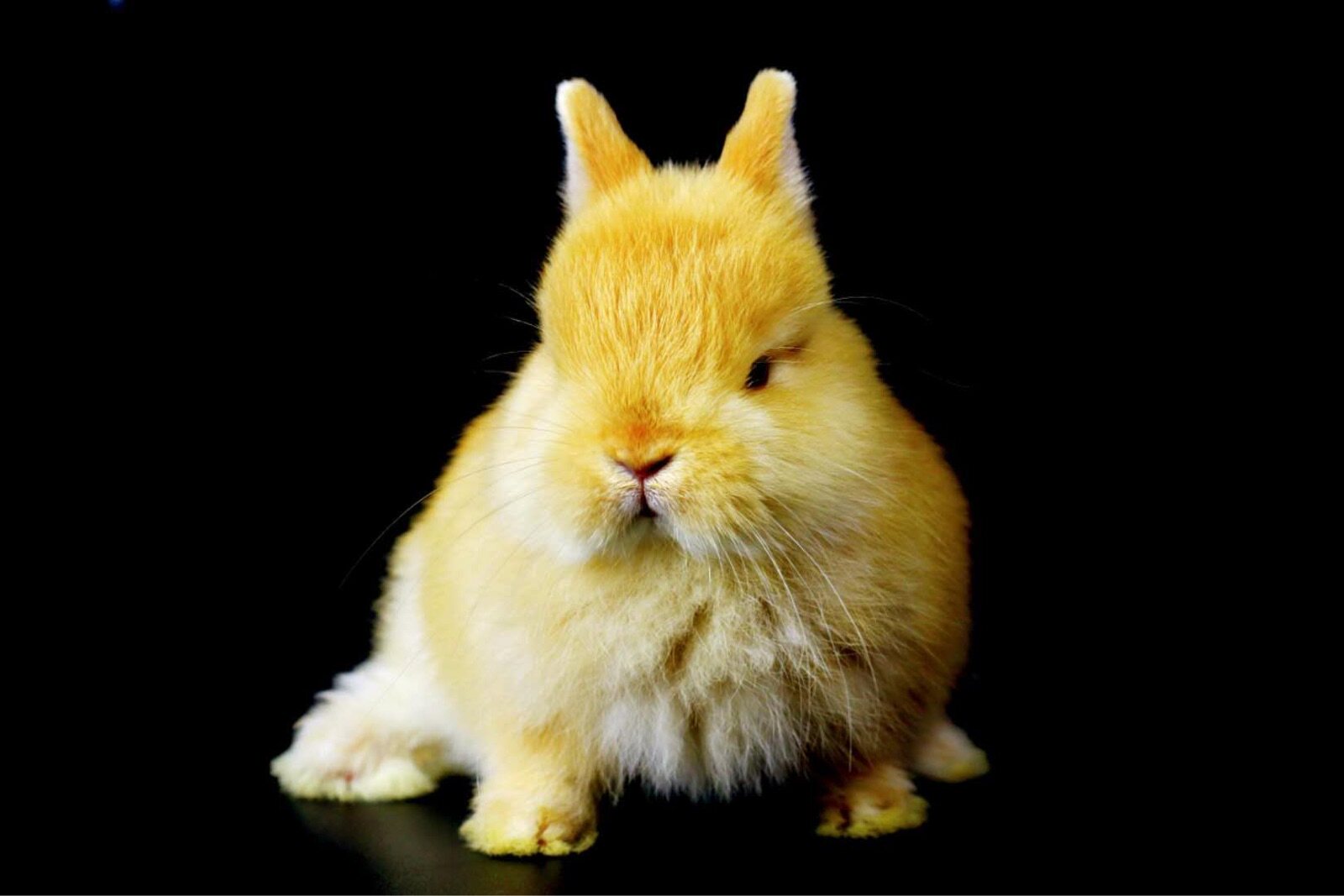 进口黄白色活体碎斑白色代赛级纯种一二单双血兔混兔