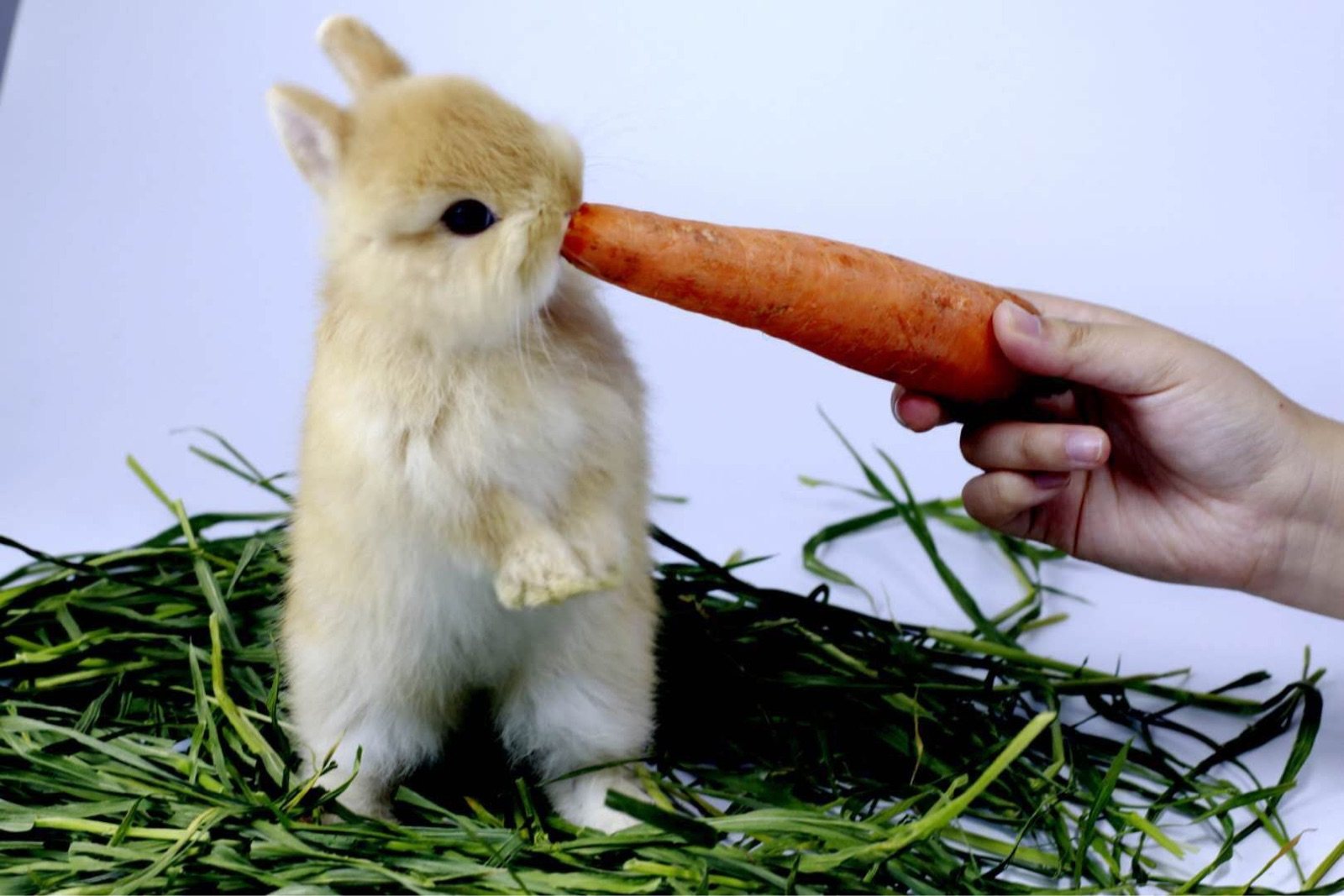 进口黄白色活体碎斑白色代赛级纯种一二单双血兔混兔