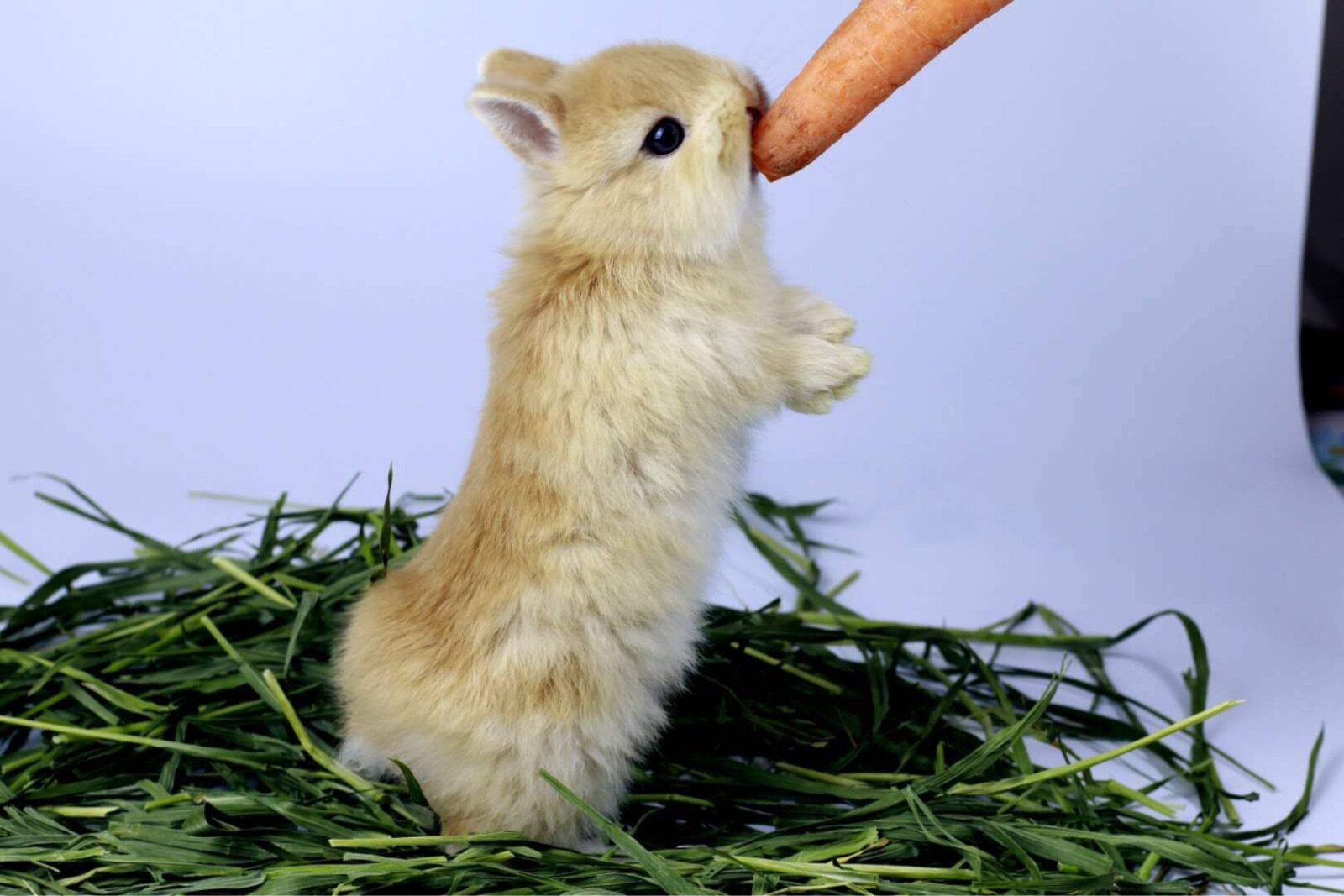 进口黄白色活体碎斑白色代赛级纯种一二单双血兔混兔