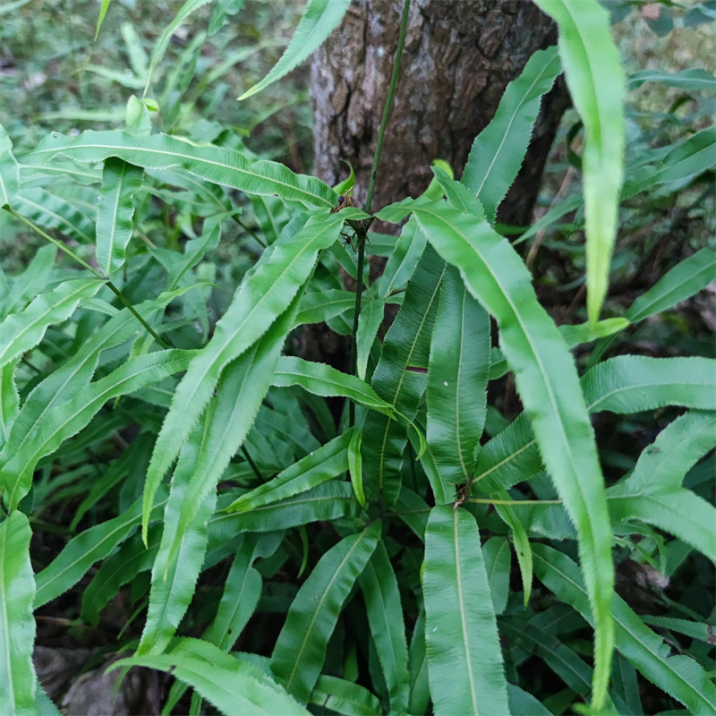 鸡尾草草药图片图片