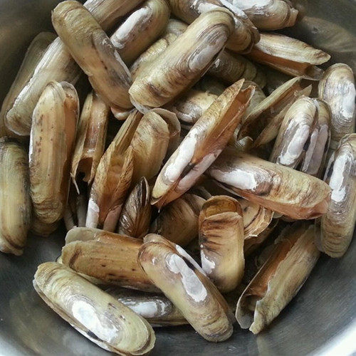 福建刀蚬包邮顺丰2斤水产海鲜大海莆田哆头蛏子