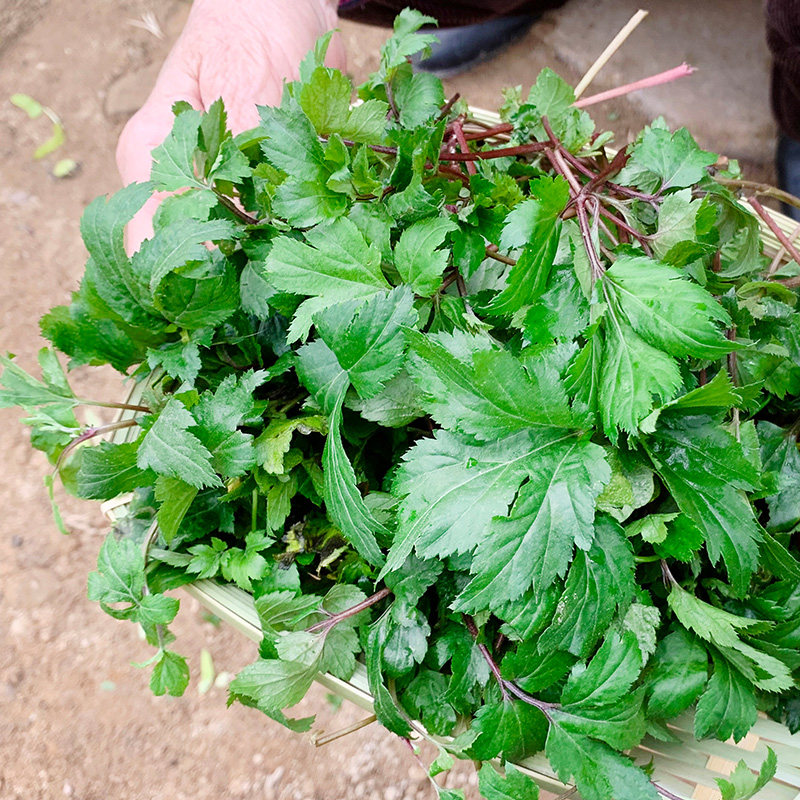 珍珠新鲜广东蔬菜真珠尾花扯根红根鸭脚艾野叶菜类