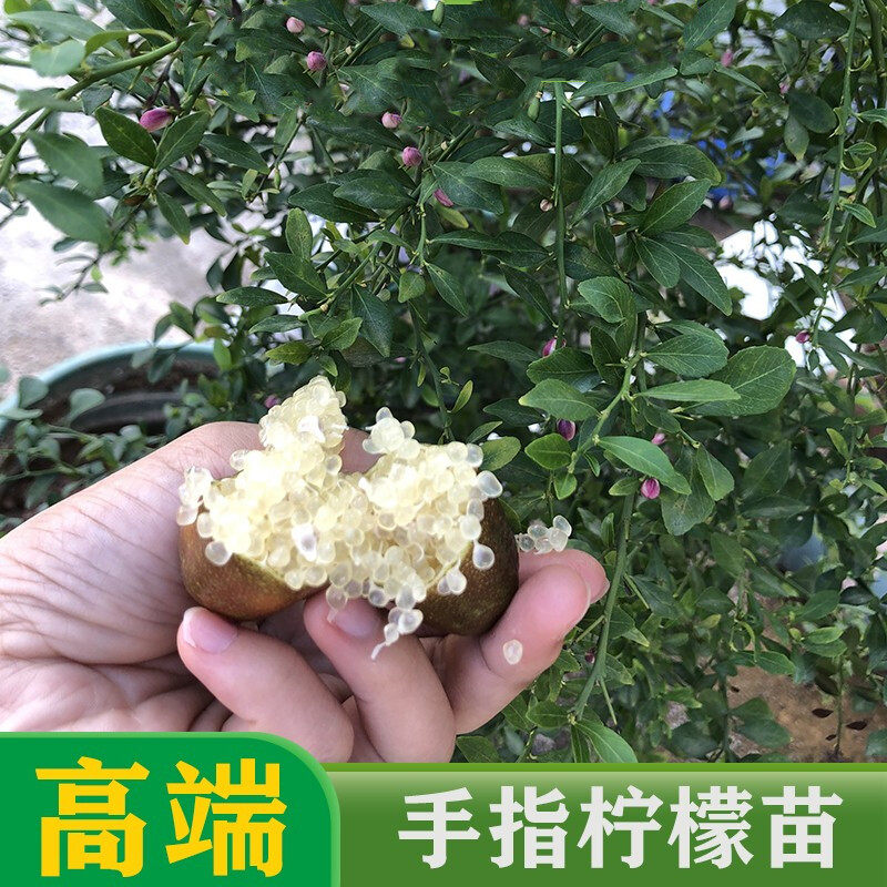 澳洲手指柠檬柠檬树树苗新品种红肉指鱼子酱四季结果果树