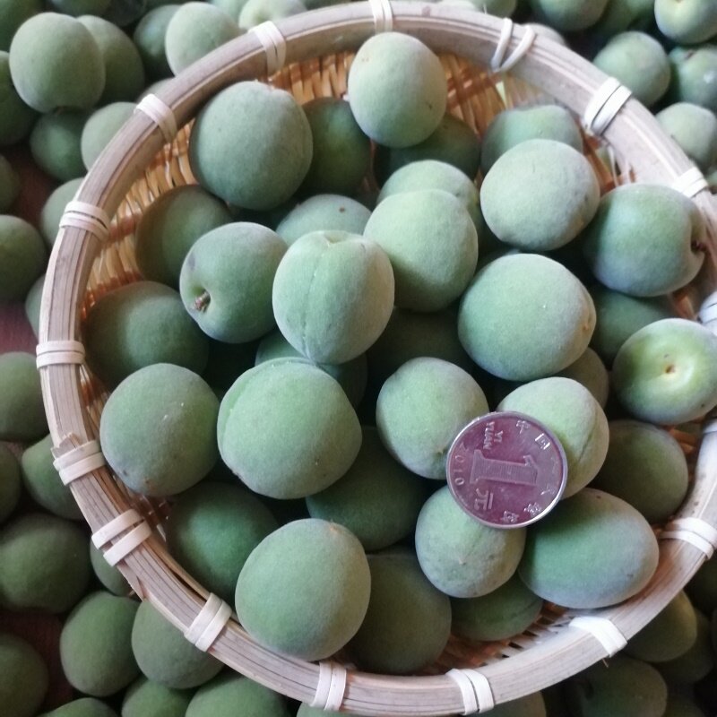 云南大理洱源深山野生青梅孕妇水果泡酒酵素其它