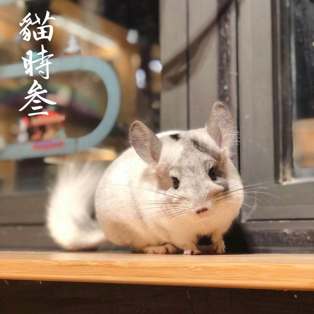 【龙猫】猫时叁活体 短毛银斑 龙猫妹妹 5月龄