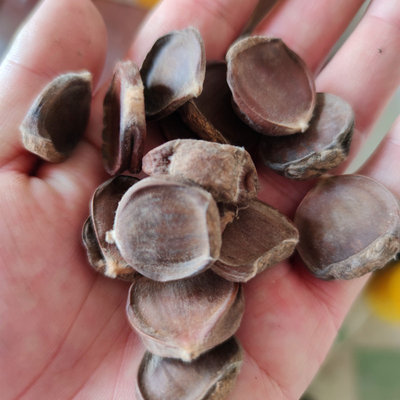 板栗壳无肉干栗子壳栗扁板粟壳扁粟皮干壳泡即食板栗