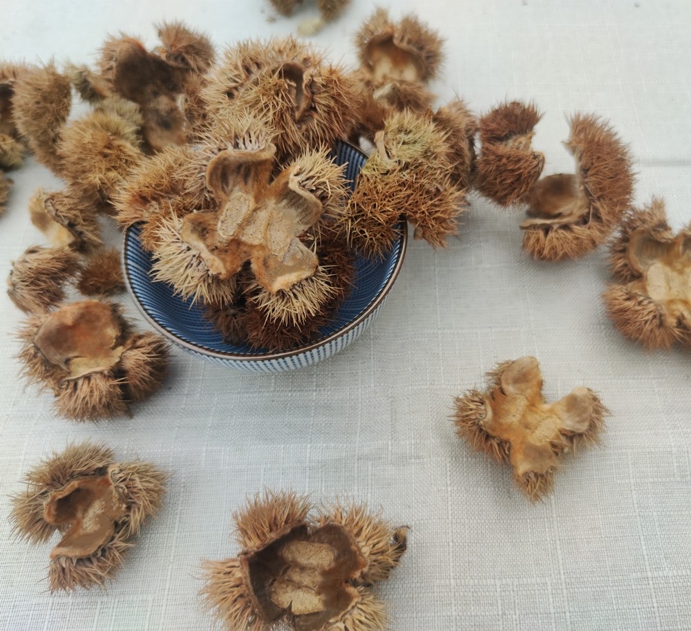 刺壳中药材带刺板栗球栗风栗壳板粟刺风粟栗子即食板栗