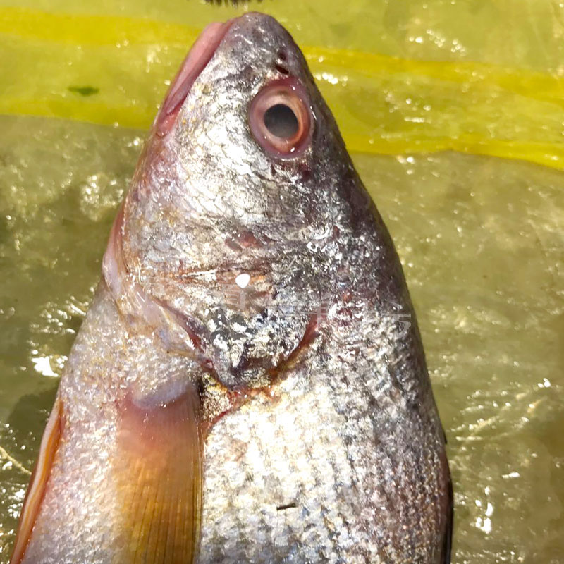 舟山宁波东海新鲜野生黄姑鱼黄三黄婆鸡春水081斤其它