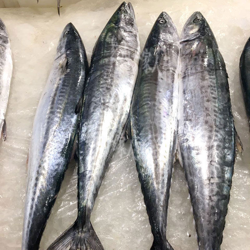 舟山宁波石浦东海野生新鲜马鲛鱼鲅鱼152斤条非冷冻冰鲜川乌