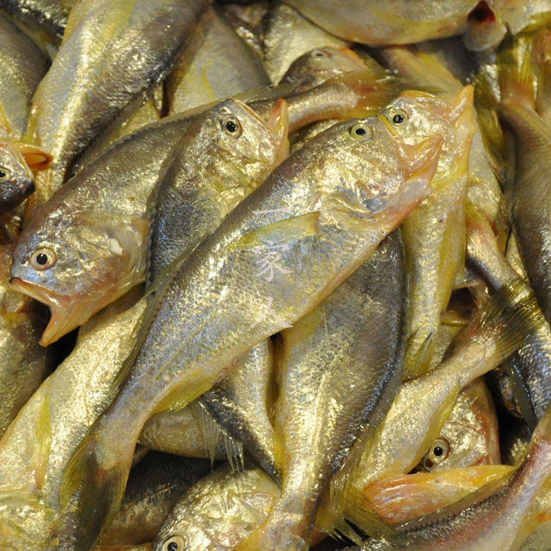 鲜活水产海鲜野生小梅鱼梅子鱼现捕鱼宝宝辅食其它