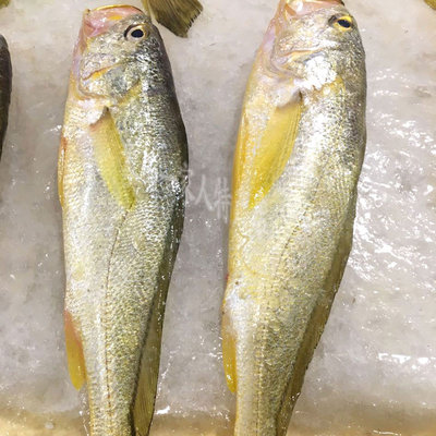 象山海鲜石浦东海野生黄鱼黄花鱼3两左右一条淡水鱼类