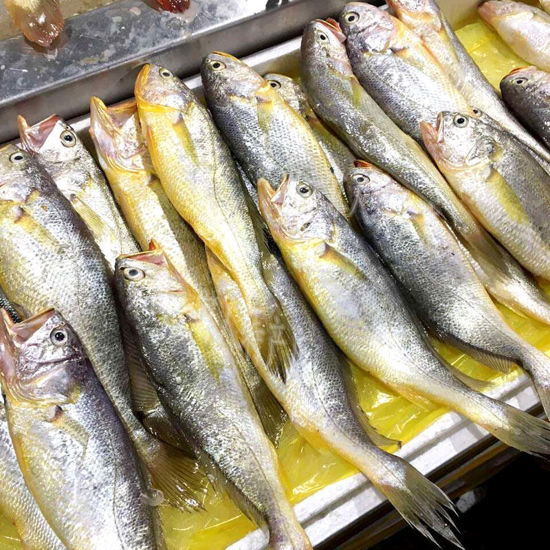 象山海鲜石浦东海新鲜野生黄鱼黄花鱼3两左右淡水鱼类