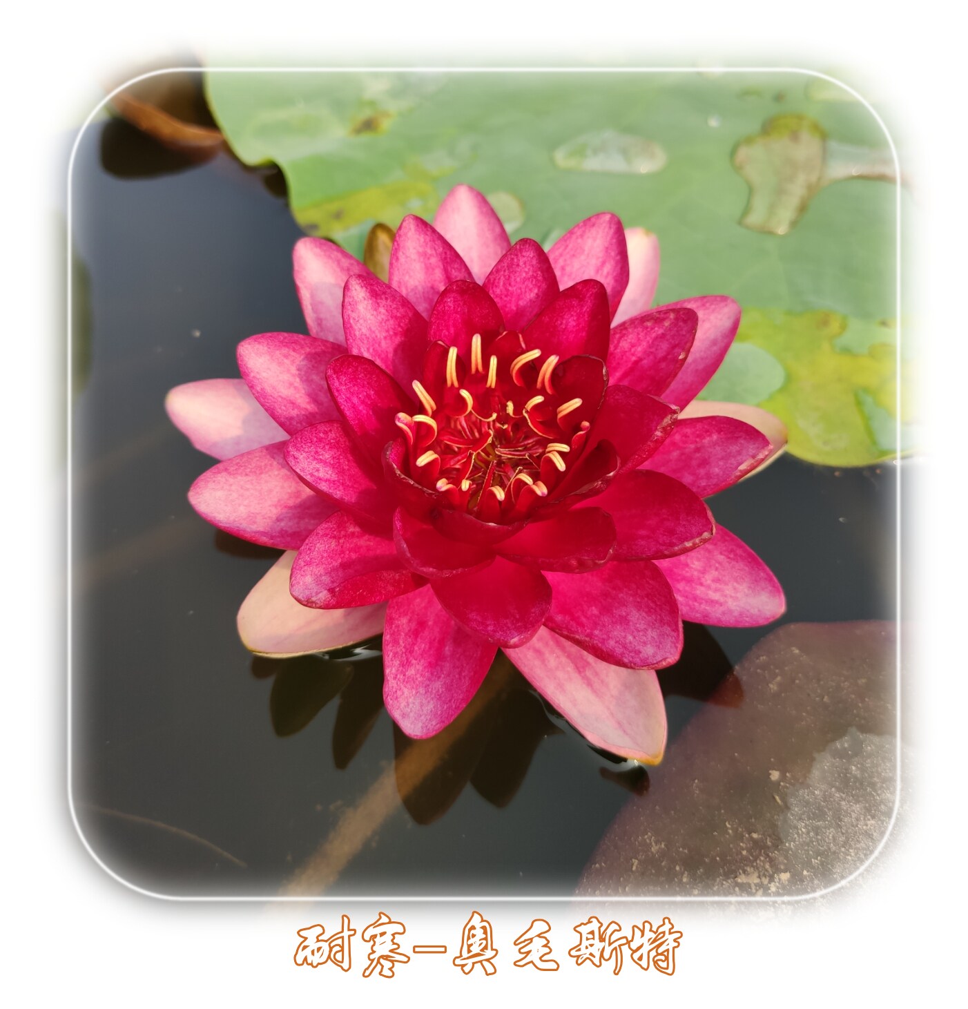 澳毛斯特耐寒睡莲水培花卉鲜花根茎带花包邮清时令草本花卉