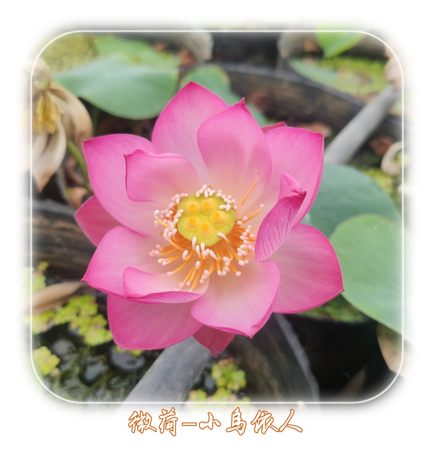 小鸟依人微荷微型盆栽荷花睡莲微莲茶台莲包邮清时令草本花卉