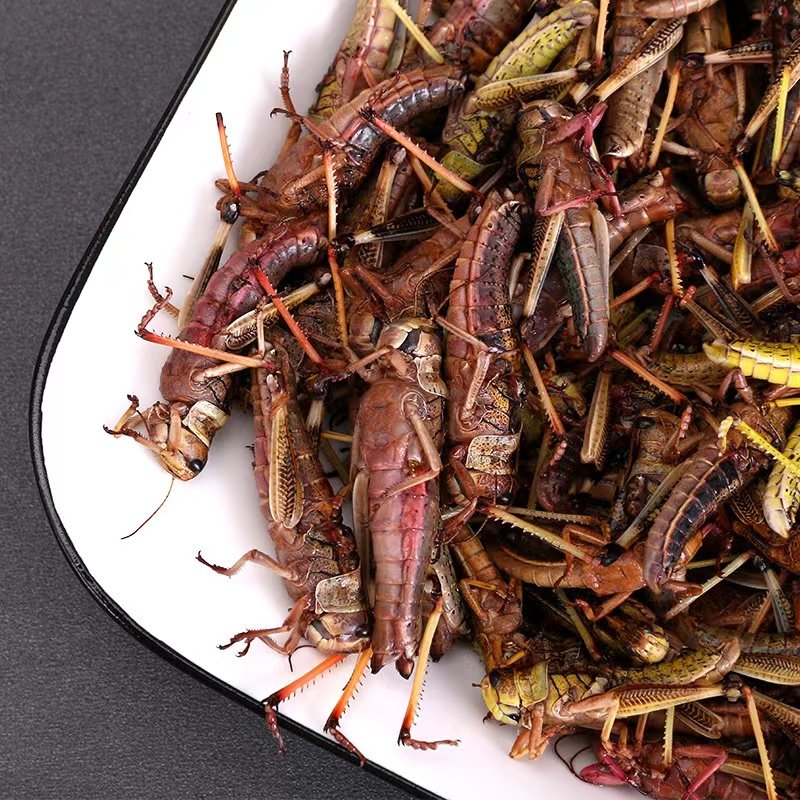 新鲜翅膀公母蚂蚱活体速冻蚱蜢商用烧烤食材其他食品