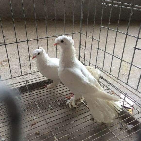 红色中原跟头观赏新疆翻翻种鸽黑白幼鸽广西鸟