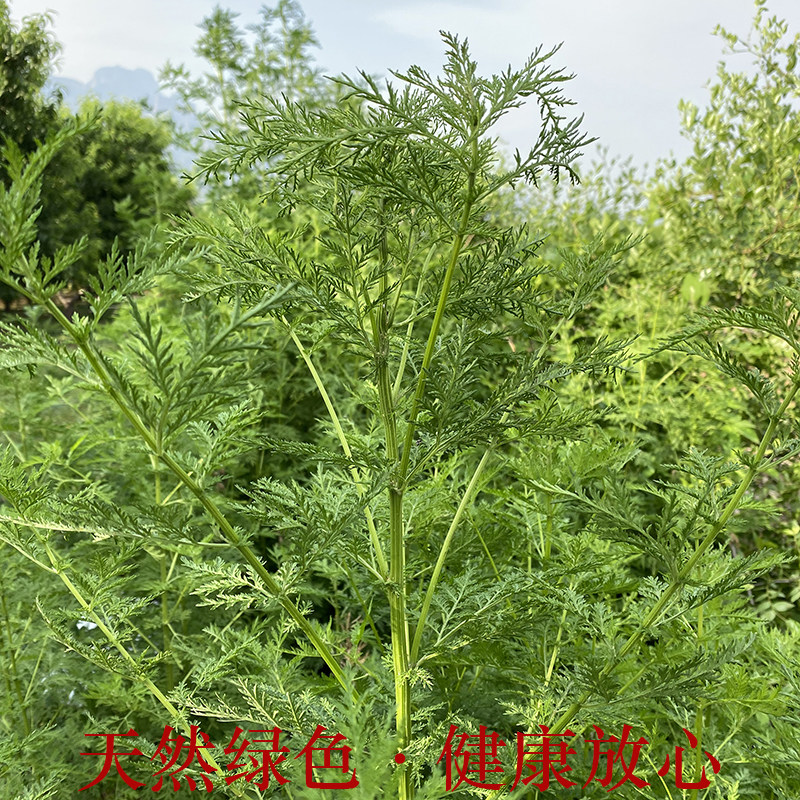 黄蒿苦清热1000g现采下火泡茶蒿青水泡草煮臭蒿其他药食同源食品