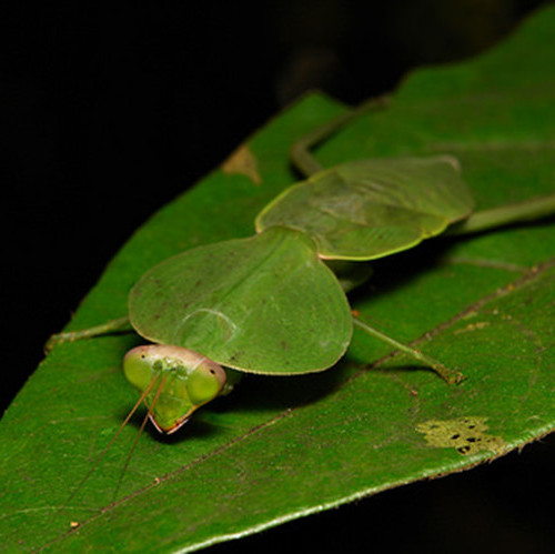 宠物螳螂巨人盾螳活体中华大刀昆虫兰花大型其他爬虫