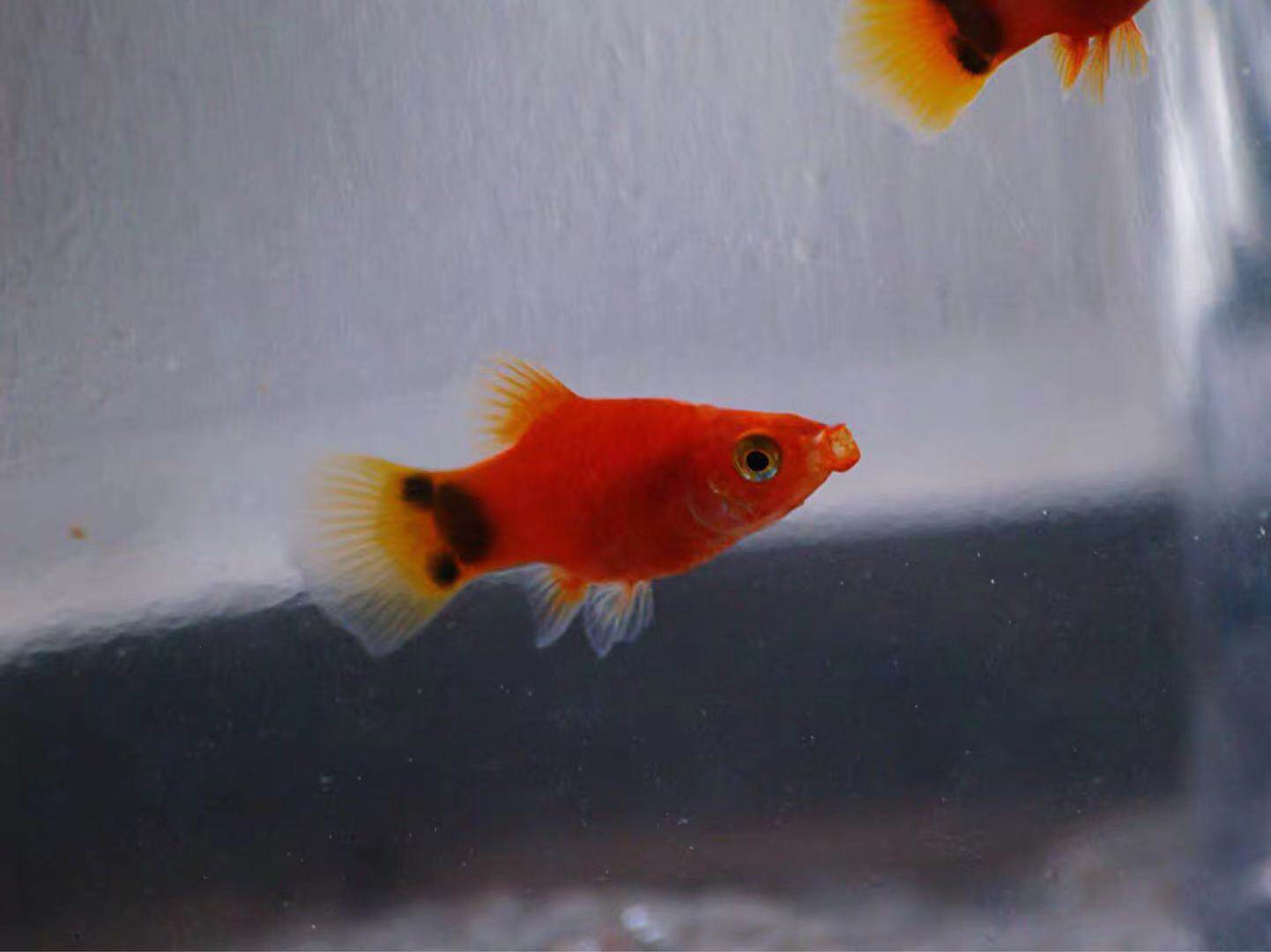 米奇鱼小鱼活观赏鱼冷水淡化海水热带鱼小型淡水鹦鹉鱼迷你原生鱼