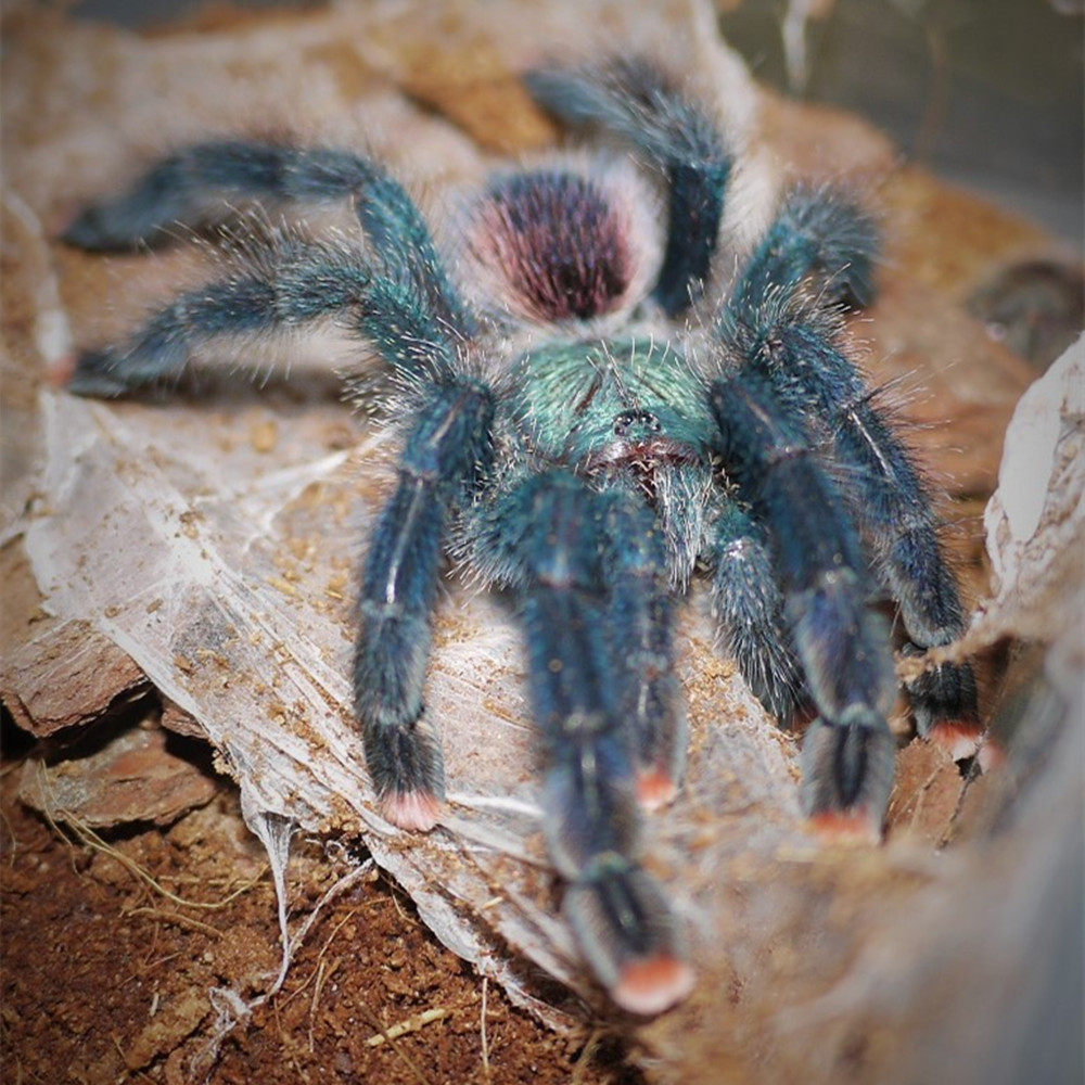 圭亚那粉趾宠物蜘蛛智利火红玫瑰巴布油彩粉红铁锈蜘蛛