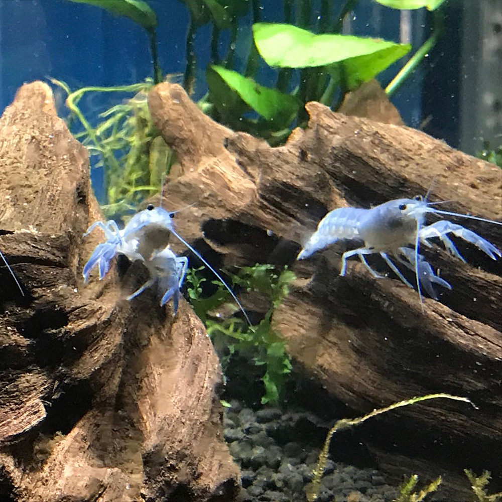 蓝色佛罗里达人工螯虾白橘龙观赏天空蓝魔活体宠物虾